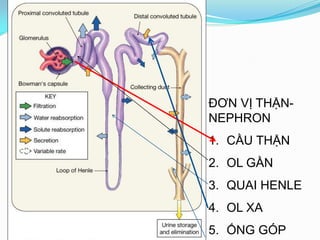 ĐƠN VỊ THẬN-
NEPHRON
1. CẦU THẬN
2. OL GẦN
3. QUAI HENLE
4. OL XA
5. ỐNG GÓP
 