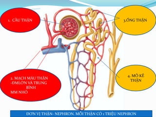 1. CẦU THẬN
2. MẠCH MÁU THẬN
-ĐMLỚN VÀ TRUNG
BÌNH
MM NHỎ
3.ỐNG THẬN
4. MÔ KẼ
THẬN
ĐƠN VỊ THẬN- NEPHRON. MỖI THẬN CÓ 1 TRIỆU NEPHRON
 