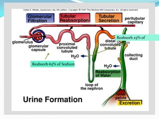 Reabsorb 65% of Sodium
Reabsorb 25% of
Sodium
 