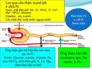 Lọc qua cầu thận 125ml/ph
# 180l/N:
Nước, chất điện giải: Na+, Cl-, HCO3
-, K+, Ca2+,
Mg2+, HPO4
2-, Glucose
Creatinin , ure, a.amin…
Các chất độc (nội sinh, ngoại sinh)
Ống thận gần tái hấp thu vào máu
99-100%:
Nước, Glucose, a.amin, vitamin, Na,
ure, HCO3, chất điện giải: K, Ca, Mg…
theo nhu cầu cơ thể
Ống thận bài tiết:
creatinin, ure, Na,
nước, K,H+…
Đào thải 1%
1-1,8l/N
Nước tiểu
 