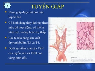 TUYẾN GIÁP
 Nang giáp được lót bởi một
lớp tế bào
 Có hình dạng thay đổi tùy theo
mức độ hoạt động; có thể là
hình dẹt, vuông hoặc trụ thấp.
 Các tế bào nang sản xuất
thyroglobulin, T3 và T4,
 Dưới sự kiểm soát của TSH
của tuyến yên và TRH của
vùng dưới đồi.
4
 