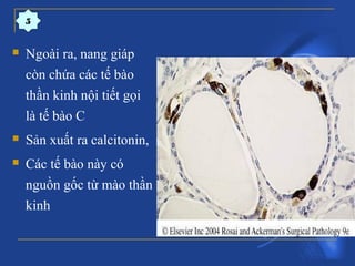  Ngoài ra, nang giáp
còn chứa các tế bào
thần kinh nội tiết gọi
là tế bào C
 Sản xuất ra calcitonin,
 Các tế bào này có
nguồn gốc từ mào thần
kinh
5
 