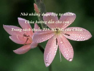 Nhờ những dược liệu tự nhiên Chúa hướng dẫn cho con Trong sách thuốc TIN MỪNG của Chúa. 