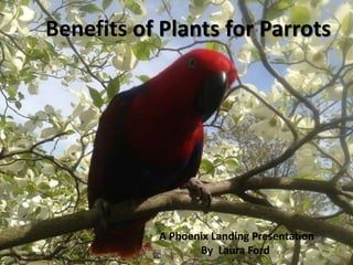 Benefits of Plants for Parrots
A Phoenix Landing Presentation
By Laura Ford
 