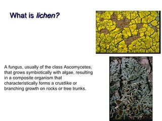What isWhat is lichen?lichen?
A fungus, usually of the class Ascomycetes,
that grows symbiotically with algae, resulting
in a composite organism that
characteristically forms a crustlike or
branching growth on rocks or tree trunks.
 