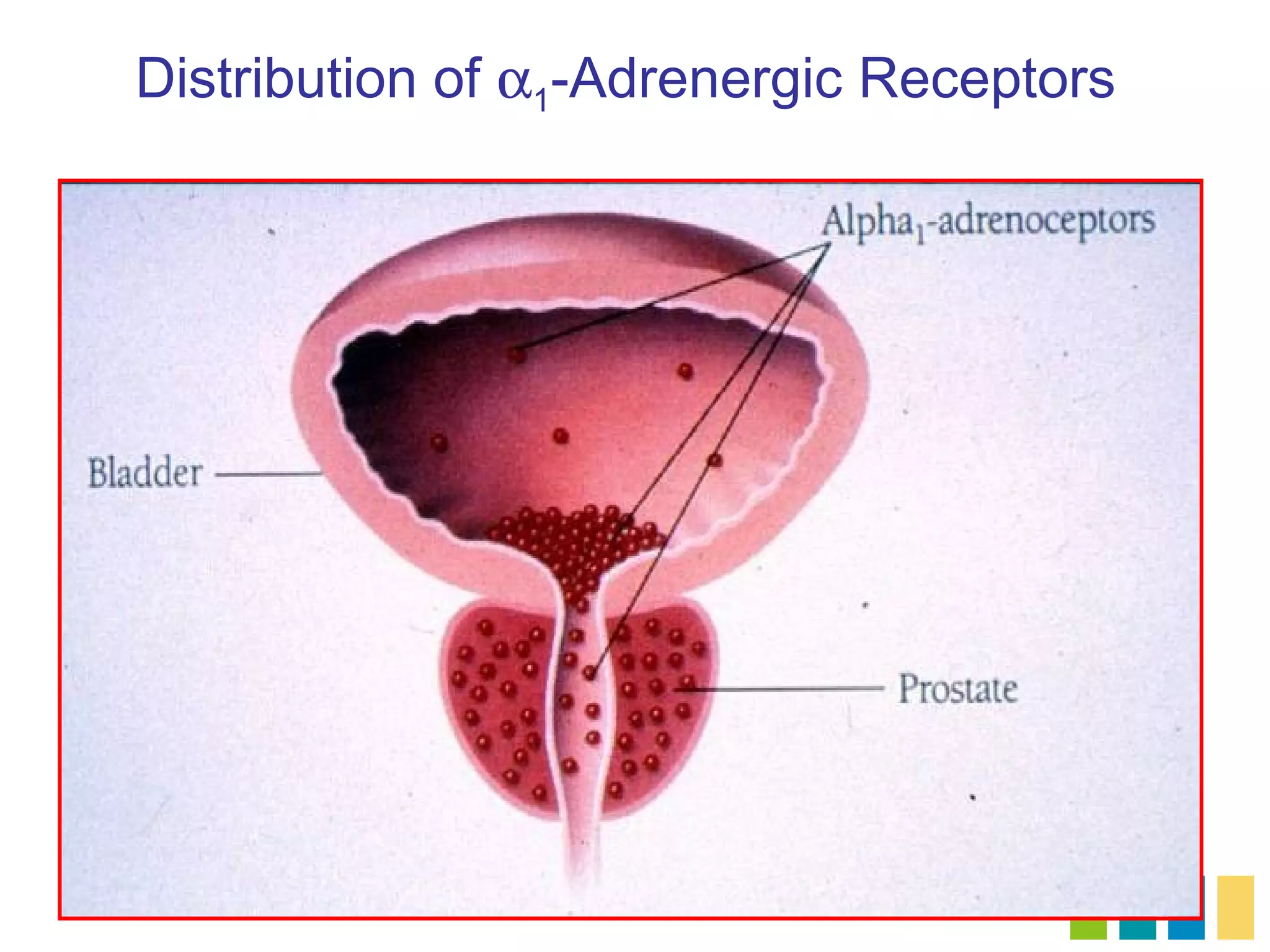 Distribution of α1-Adrenergic Receptors
 