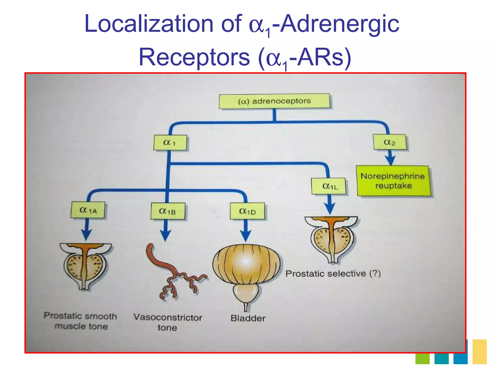 Localization of α1-Adrenergic
    Receptors (α1-ARs)
 