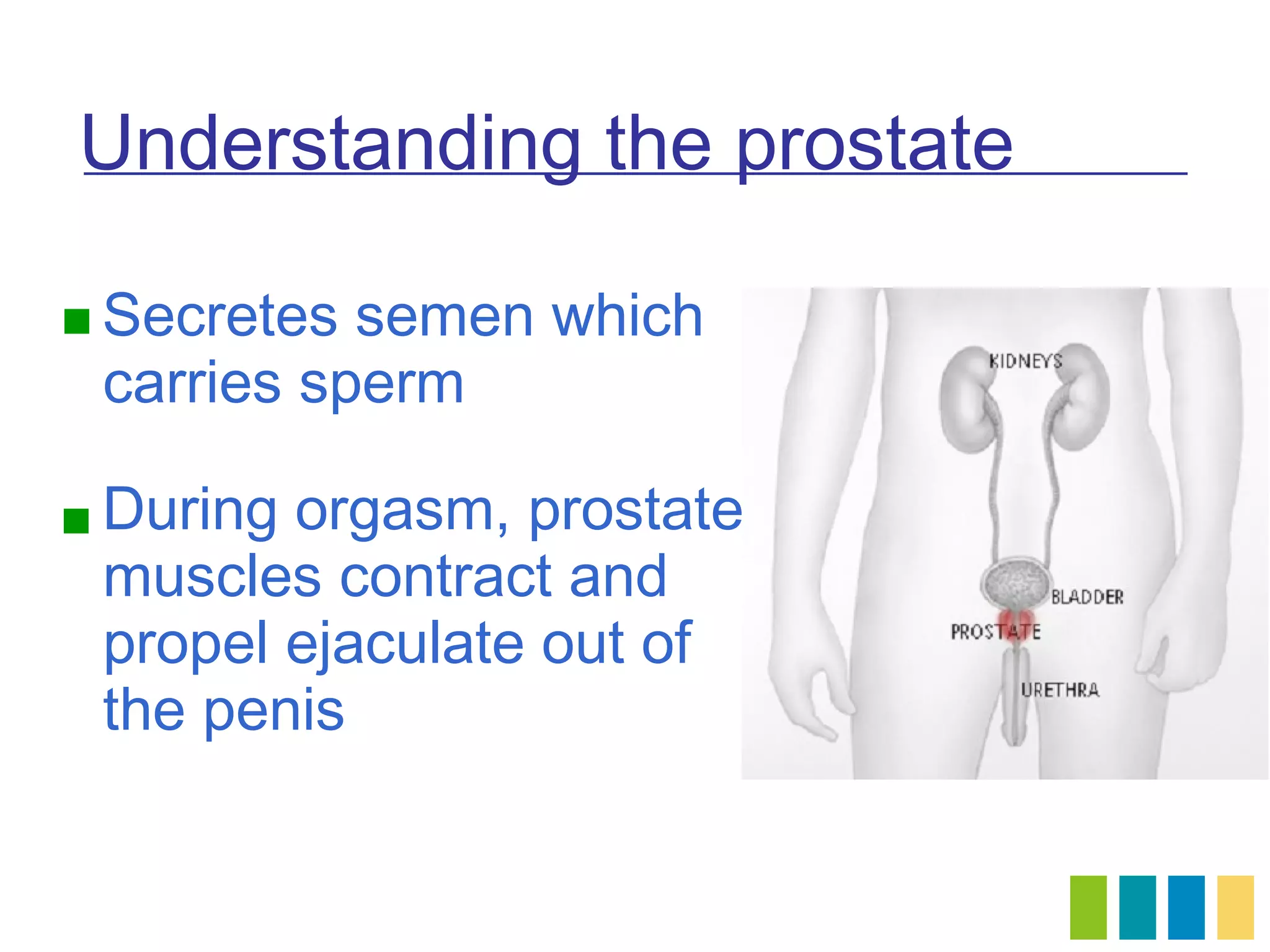 Understanding the prostate

 Secretes semen which
 carries sperm

 Duringorgasm, prostate
 muscles contract and
 propel ejaculate out of
 the penis
 