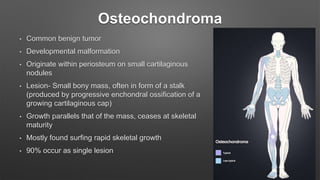 Osteochondroma
• Common benign tumor
• Developmental malformation
• Originate within periosteum on small cartilaginous
nodules
• Lesion- Small bony mass, often in form of a stalk
(produced by progressive enchondral ossification of a
growing cartilaginous cap)
• Growth parallels that of the mass, ceases at skeletal
maturity
• Mostly found surfing rapid skeletal growth
• 90% occur as single lesion
 
