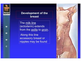 The milk line
(ectoderm) extends
from the axilla to groin.
Along this line
accessory breast or
nipples may be found
Development of the
breast
 