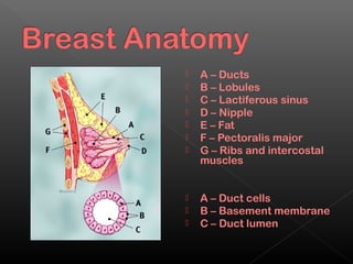    A – Ducts
   B – Lobules
   C – Lactiferous sinus
   D – Nipple
   E – Fat
   F – Pectoralis major
   G – Ribs and intercostal
    muscles


   A – Duct cells
   B – Basement membrane
   C – Duct lumen
 