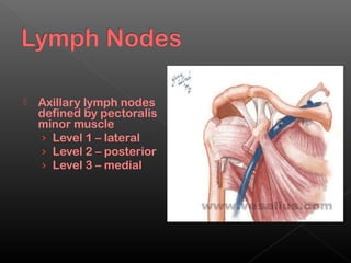    Axillary lymph nodes
    defined by pectoralis
    minor muscle
    › Level 1 – lateral
    › Level 2 – posterior
    › Level 3 – medial
 
