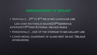 ARRANGEMENT OF BREAST
•
•
•
 