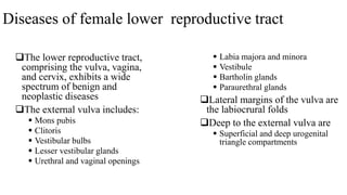 Diseases of female lower reproductive tract
The lower reproductive tract,
comprising the vulva, vagina,
and cervix, exhibits a wide
spectrum of benign and
neoplastic diseases
The external vulva includes:
 Mons pubis
 Clitoris
 Vestibular bulbs
 Lesser vestibular glands
 Urethral and vaginal openings
 Labia majora and minora
 Vestibule
 Bartholin glands
 Paraurethral glands
Lateral margins of the vulva are
the labiocrural folds
Deep to the external vulva are
 Superficial and deep urogenital
triangle compartments
 