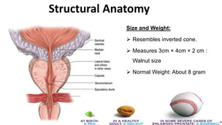 Normal Prostate Dimensions Benign enlargement of prostate | PPTX