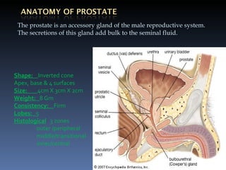 The prostate is an accessory gland of the male reproductive system. The secretions of this gland add bulk to the seminal f...