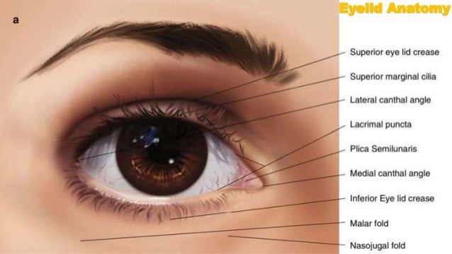 eyelid tumor benign eyelid tumors eyelid tumor benign eyelid tumors