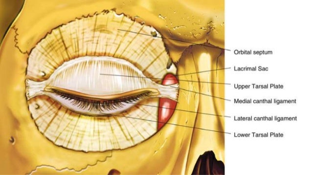 Benign eyelid tumors