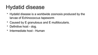 Hydatid disease
• Hydatid disease is a worldwide zoonosis produced by the
larvae of Echinococcus tapeworm
• Caused by E granulosus and E multilocularis.
• Definitive host - dog.
• Intermediate host - Human
 