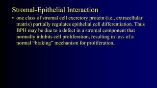 Stromal-Epithelial Interaction
• one class of stromal cell excretory protein (i.e., extracellular
matrix) partially regulates epithelial cell differentiation. Thus
BPH may be due to a defect in a stromal component that
normally inhibits cell proliferation, resulting in loss of a
normal “braking” mechanism for proliferation.
 