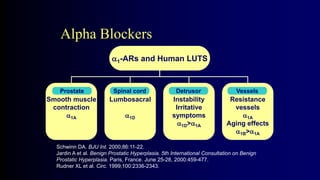 Alpha Blockers
1-ARs and Human LUTS
Smooth muscle
contraction
1A
Lumbosacral
1D
Instability
Irritative
symptoms
1D>1A
Resistance
vessels
1A
Aging effects
1B>1A
Spinal cord
Prostate Detrusor Vessels
Schwinn DA. BJU Int. 2000;86:11-22.
Jardin A et al. Benign Prostatic Hyperplasia. 5th International Consultation on Benign
Prostatic Hyperplasia. Paris, France. June 25-28, 2000:459-477.
Rudner XL et al. Circ. 1999;100:2336-2343.
2.8
 