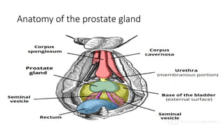 Anatomy of the prostate gland
 