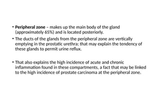 • Peripheral zone – makes up the main body of the gland
(approximately 65%) and is located posteriorly.
• The ducts of the glands from the peripheral zone are vertically
emptying in the prostatic urethra; that may explain the tendency of
these glands to permit urine reflux.
• That also explains the high incidence of acute and chronic
inflammation found in these compartments, a fact that may be linked
to the high incidence of prostate carcinoma at the peripheral zone.
 
