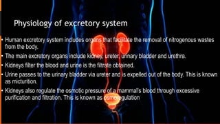 Physiology of excretory system
• Human excretory system includes organs that facilitate the removal of nitrogenous wastes
from the body.
• The main excretory organs include kidney, ureter, urinary bladder and urethra.
• Kidneys filter the blood and urine is the filtrate obtained.
• Urine passes to the urinary bladder via ureter and is expelled out of the body. This is known
as micturition.
• Kidneys also regulate the osmotic pressure of a mammal’s blood through excessive
purification and filtration. This is known as osmoregulation
 
