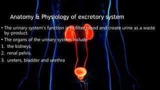 Anatomy & Physiology of excretory system
• The urinary system's function is to filter blood and create urine as a waste
by-product.
• The organs of the urinary system include
1. the kidneys,
2. renal pelvis,
3. ureters, bladder and urethra
 