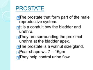 PROSTATE
The prostate that form part of the male
reproductive system.
It is a conduit b/w the bladder and
urethra.
They are surrounding the proximal
urethra at the bladder apex.
The prostate is a walnut size gland.
Pear shape wt. 7 – 16gm
They help control urine flow
 