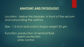 ANATOMY AND PHYSIOLOGY
Location : below the bladder, in front of the rectum
and surrounding the urethra.
Size : 1.5 inch and oval in shape weight 20 gm
Function: production of seminal fluid.
sperm protection
urine control
 