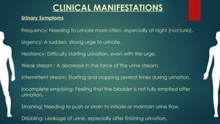 CLINICAL MANIFESTATIONS
Urinary Symptoms
Frequency: Needing to urinate more often, especially at night (nocturia).
Urgency: A sudden, strong urge to urinate.
Hesitancy: Difficulty starting urination, even with the urge.
Weak stream : A decrease in the force of the urine stream.
Intermittent stream: Starting and stopping several times during urination.
Incomplete emptying: Feeling that the bladder is not fully emptied after
urination.
Straining: Needing to push or strain to initiate or maintain urine flow.
Dribbling: Leakage of urine, especially after finishing urination.
 
