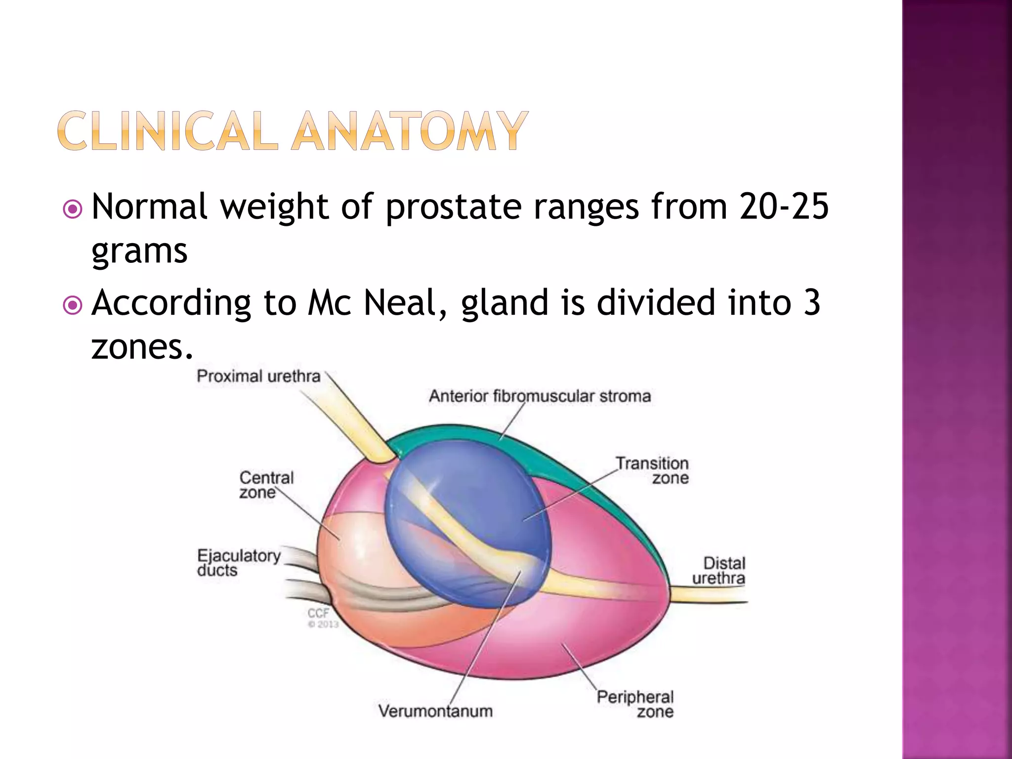  Normal weight of prostate ranges from 20-25
grams
 According to Mc Neal, gland is divided into 3
zones.
 