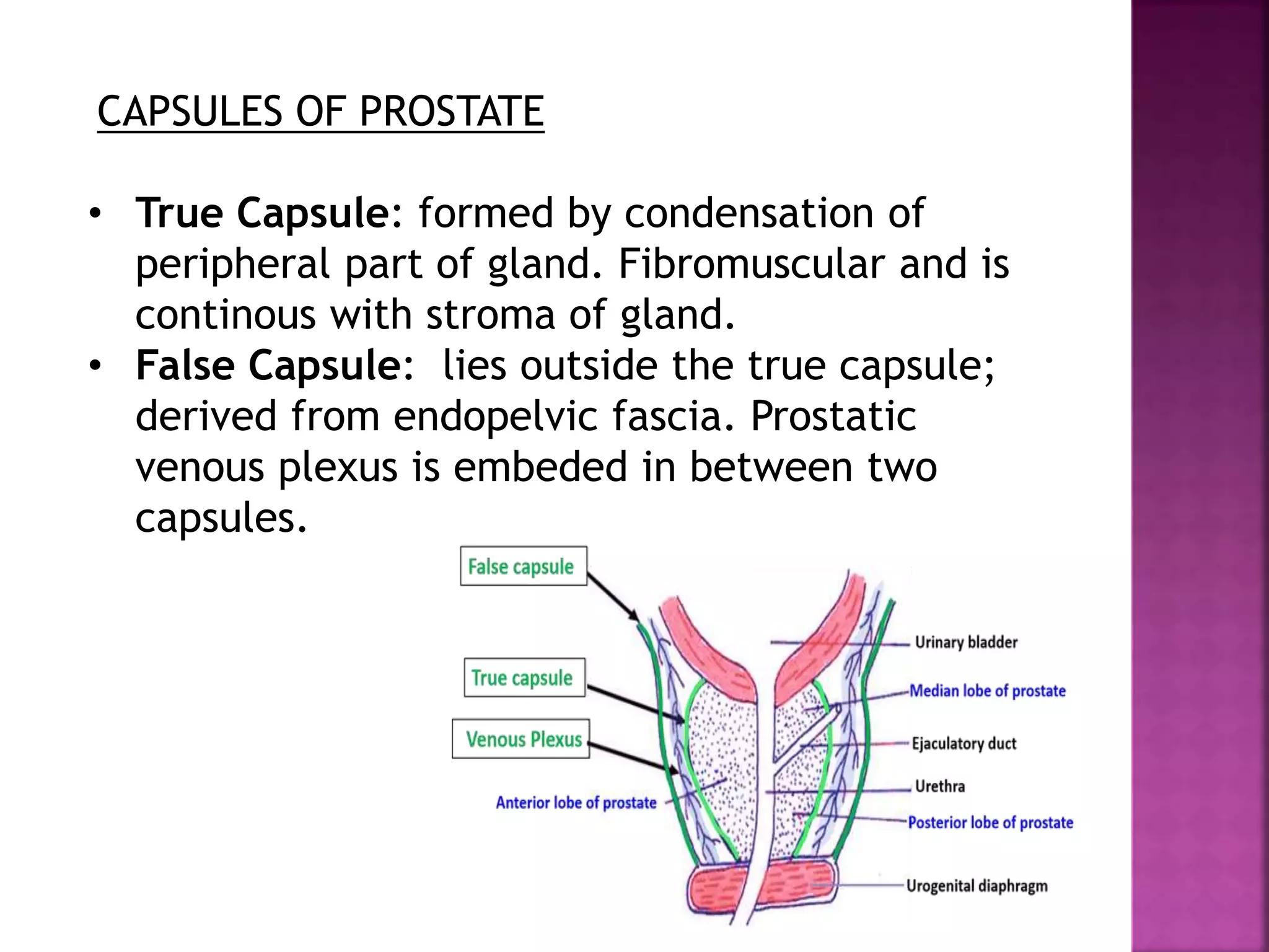 CAPSULES OF PROSTATE
• True Capsule: formed by condensation of
peripheral part of gland. Fibromuscular and is
continous with stroma of gland.
• False Capsule: lies outside the true capsule;
derived from endopelvic fascia. Prostatic
venous plexus is embeded in between two
capsules.
 