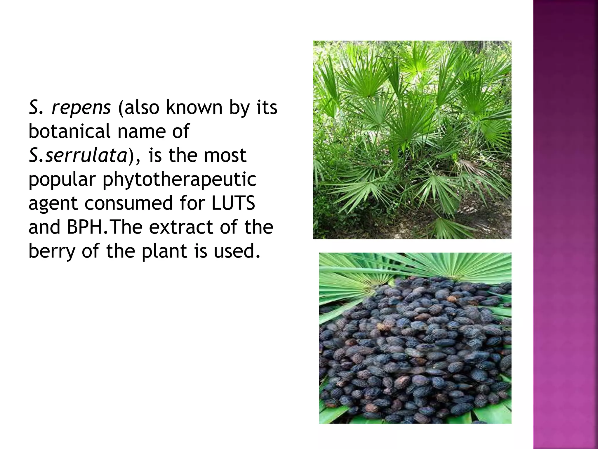 S. repens (also known by its
botanical name of
S.serrulata), is the most
popular phytotherapeutic
agent consumed for LUTS
and BPH.The extract of the
berry of the plant is used.
 