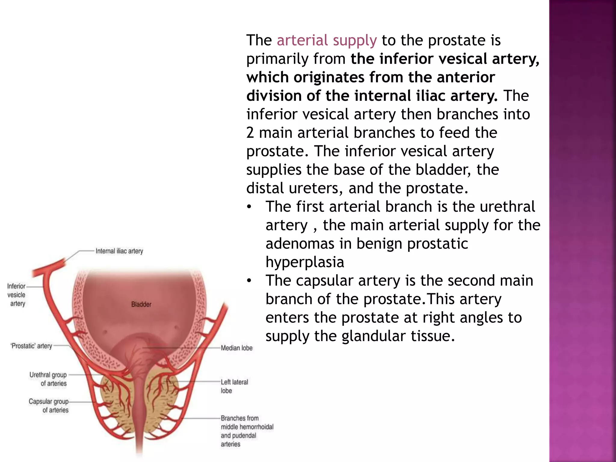 The arterial supply to the prostate is
primarily from the inferior vesical artery,
which originates from the anterior
division of the internal iliac artery. The
inferior vesical artery then branches into
2 main arterial branches to feed the
prostate. The inferior vesical artery
supplies the base of the bladder, the
distal ureters, and the prostate.
• The first arterial branch is the urethral
artery , the main arterial supply for the
adenomas in benign prostatic
hyperplasia
• The capsular artery is the second main
branch of the prostate.This artery
enters the prostate at right angles to
supply the glandular tissue.
 