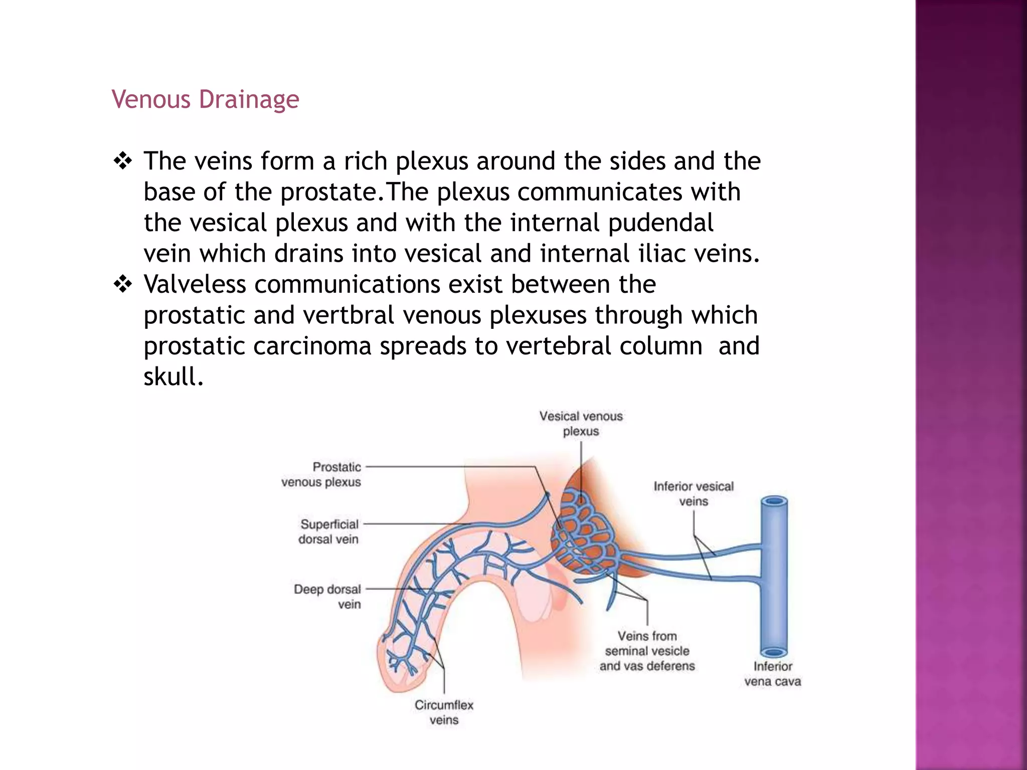 Venous Drainage
 The veins form a rich plexus around the sides and the
base of the prostate.The plexus communicates with
the vesical plexus and with the internal pudendal
vein which drains into vesical and internal iliac veins.
 Valveless communications exist between the
prostatic and vertbral venous plexuses through which
prostatic carcinoma spreads to vertebral column and
skull.
 