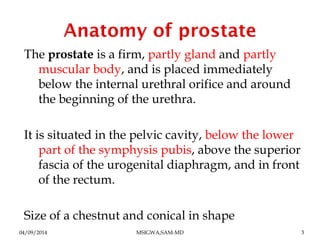 Prostate Chestnut Benign prostatic hyperplasia | PDF