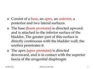 Benign prostatic hyperplasia | PDF