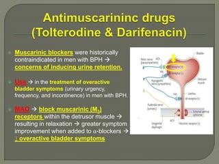  Muscarinic blockers were historically
contraindicated in men with BPH 
concerns of inducing urine retention.
 Use  in the treatment of overactive
bladder symptoms (urinary urgency,
frequency, and incontinence) in men with BPH.
 MAO  block muscarinic (M3)
receptors within the detrusor muscle 
resulting in relaxation  greater symptom
improvement when added to α-blockers 
↓ overactive bladder symptoms
 