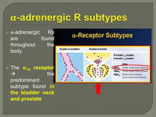  α-adrenergic Rs
are found
throughout the
body.
 The α1A receptor
 the
predominant
subtype found in
the bladder neck
and prostate
 