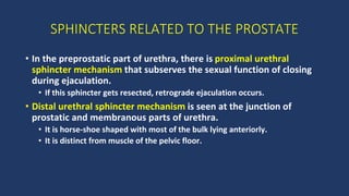 BENIGNPROSTATICHYPERPLASIA.pptx
