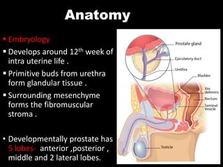 BENIGN PROSTATIC HYPERPLASIA.pptx