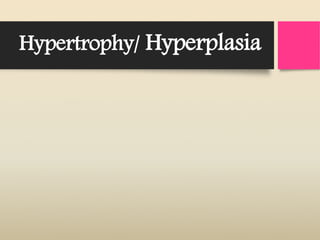 Hypertrophy/ Hyperplasia
 
