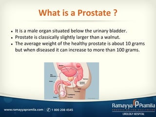 What is a Prostate ?
● It is a male organ situated below the urinary bladder.
● Prostate is classically slightly larger than a walnut.
● The average weight of the healthy prostate is about 10 grams
but when diseased it can increase to more than 100 grams.
 