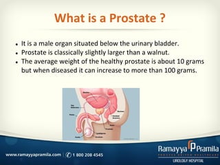 What is a Prostate ?
● It is a male organ situated below the urinary bladder.
● Prostate is classically slightly larger th...