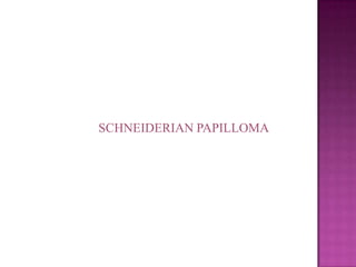 SCHNEIDERIAN PAPILLOMA
 