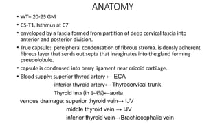 ANATOMY
• WT= 20-25 GM
• C5-T1, Isthmus at C7
• enveloped by a fascia formed from partition of deep cervical fascia into
anterior and posterior division.
• True capsule: pereipheral condensation of fibrous stroma. is densly adherent
fibrous layer that sends out septa that invaginates into the gland forming
pseudolobule.
• capsule is condensed into berry ligament near cricoid cartilage.
• Blood supply: superior thyrod artery ← ECA
inferior thyroid artery← Thyrocervical trunk
Thyroid ima (in 1-4%)←aorta
venous drainage: superior thyroid vein→ IJV
middle thyroid vein → IJV
inferior thyroid vein→Brachiocephalic vein
 