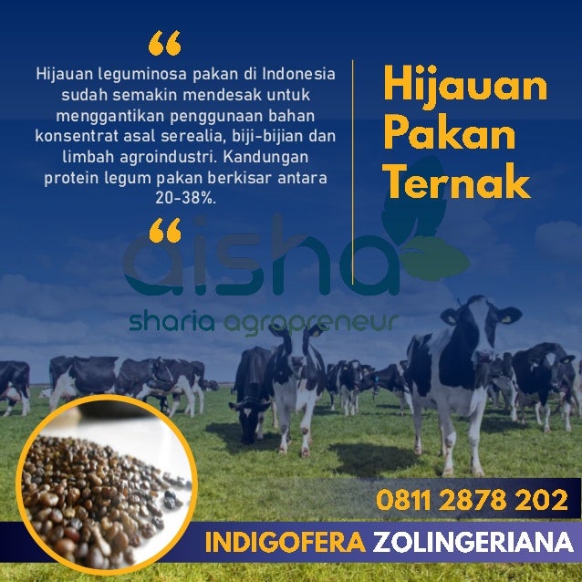 Hijauan leguminosa pakan di Indonesia
sudah semakin mendesak untuk
menggantikan penggunaan bahan
konsentrat asal serealia, biji-bijian dan
limbah agroindustri. Kandungan
protein legum pakan berkisar antara
20-38%.
 