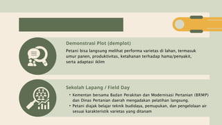 Demplot Hama Benih Unggul Kebijakan dan Akses Petani terhadap Benih Adaptif ...